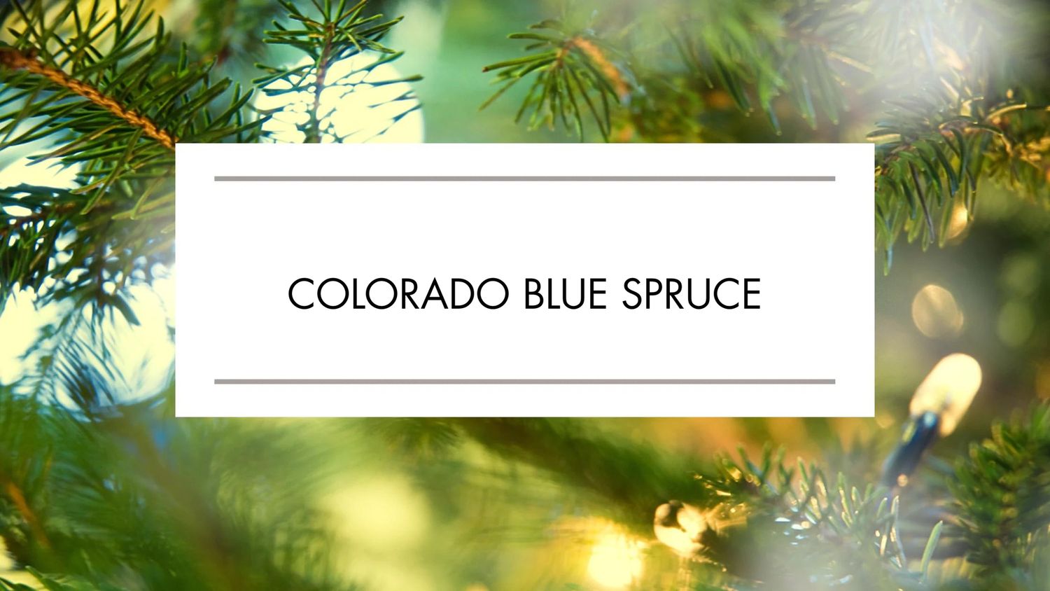 Colorado Blue Spruce Christmas Tree
