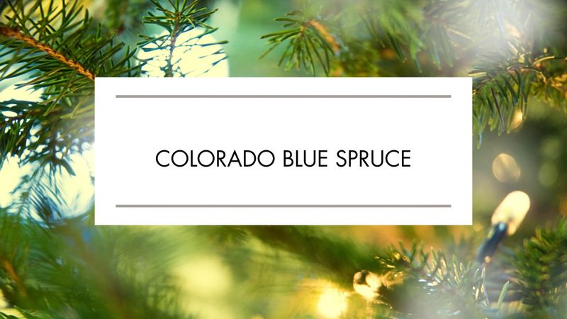 Colorado Blue Spruce Christmas Tree
