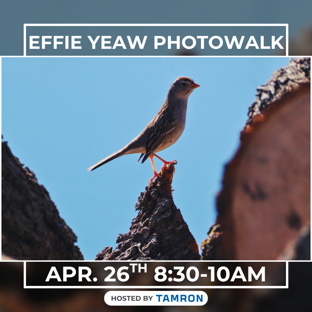 Effie Yeaw Photowalk