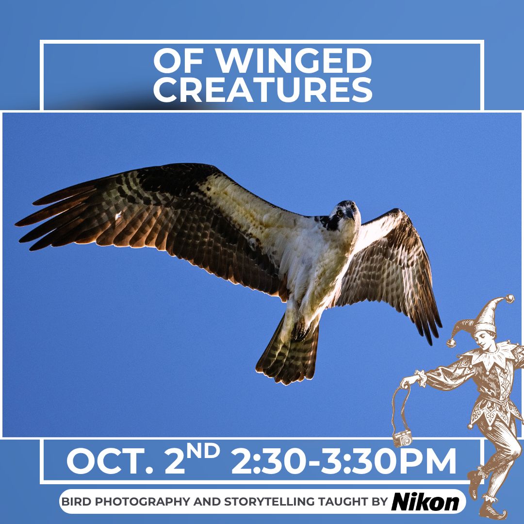 Of winged creatures: Bird Photography with Nikon