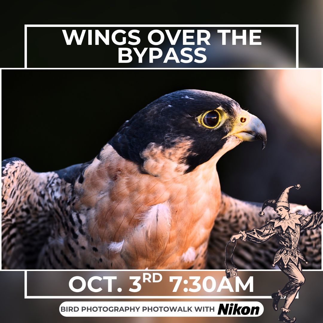 Bird Photowalk at Yolo Bypass with Nikon