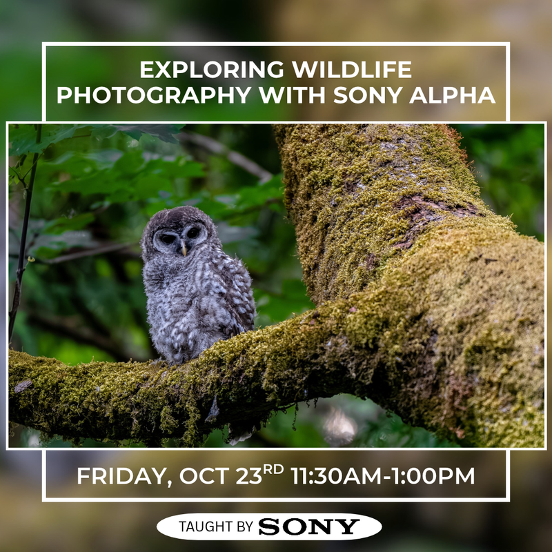 Exploring Wildlife Photography with Sony Alpha