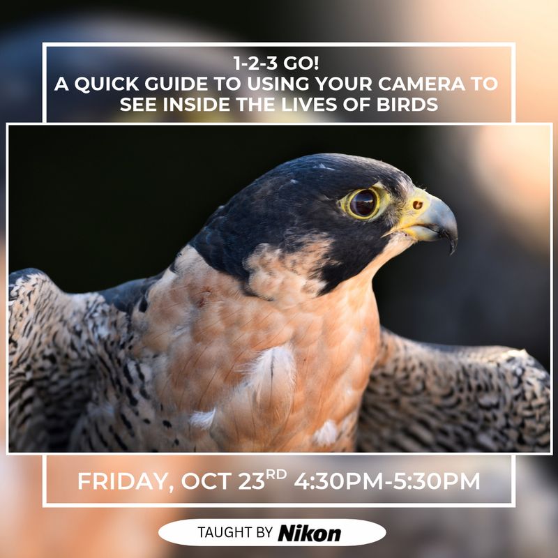 Bird Photography and Storytelling with Nikon