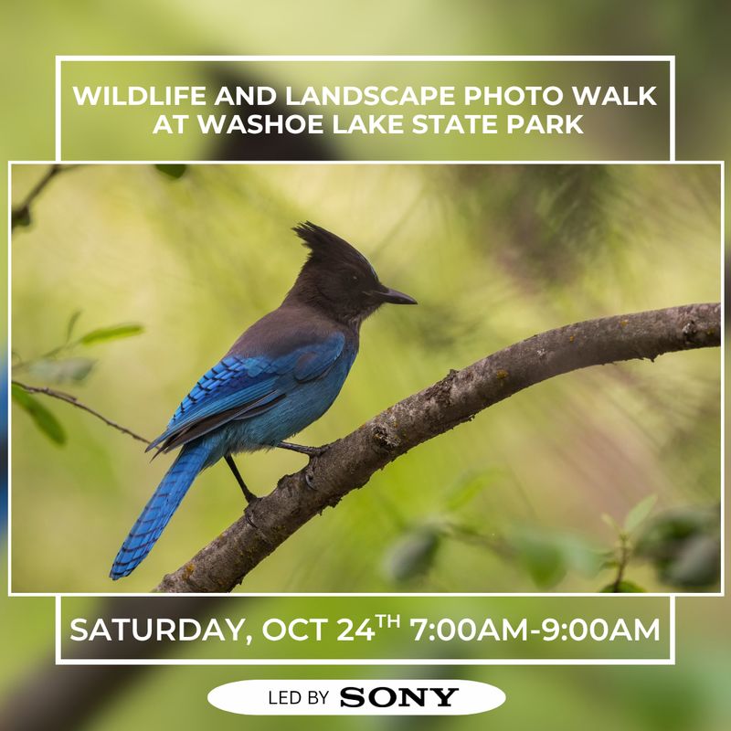 Wildlife and Landscape Photo Walk at Washoe Lake with Sony