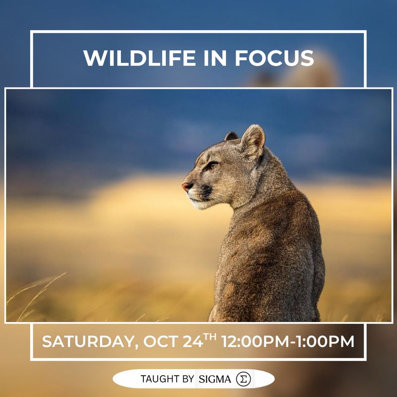 Wildlife in Focus with Sigma