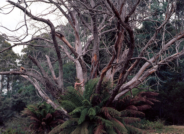 Woman in Tree, Tasmania