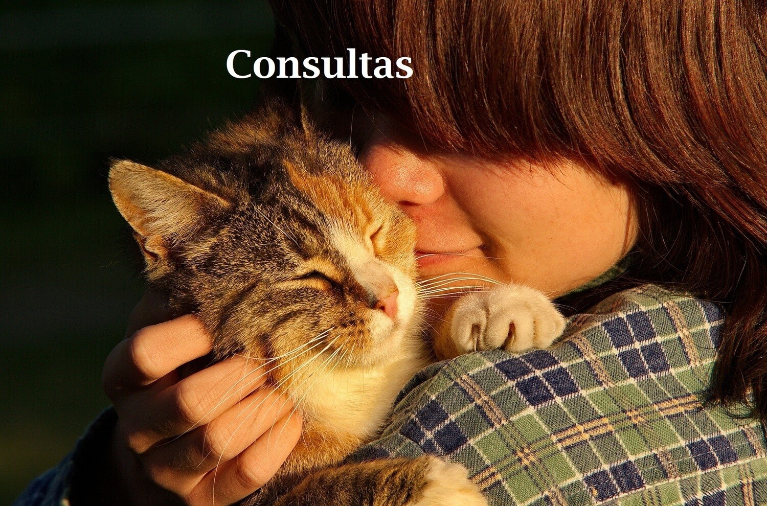 Consulta 1 Hora para Animales
