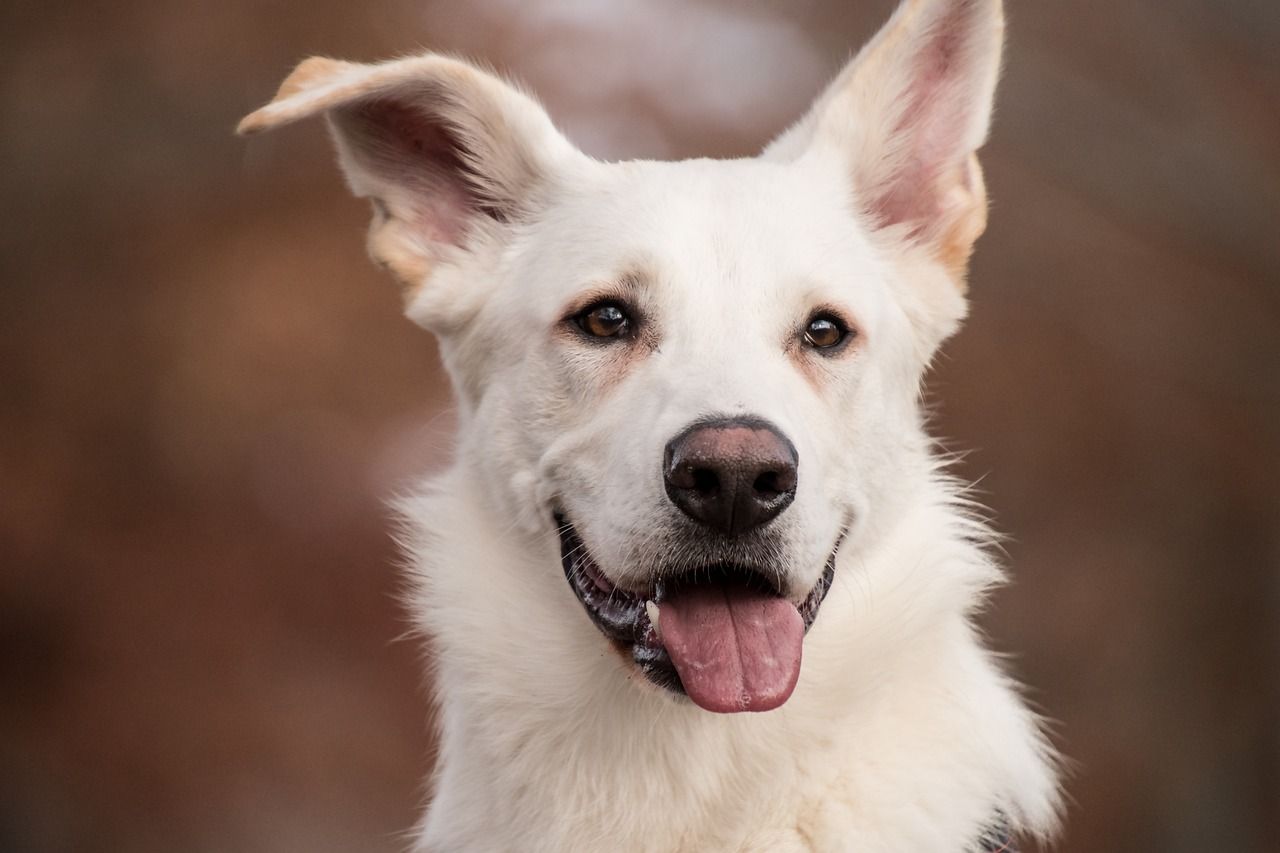 Grupo de Fortalecimientos Para Animales
