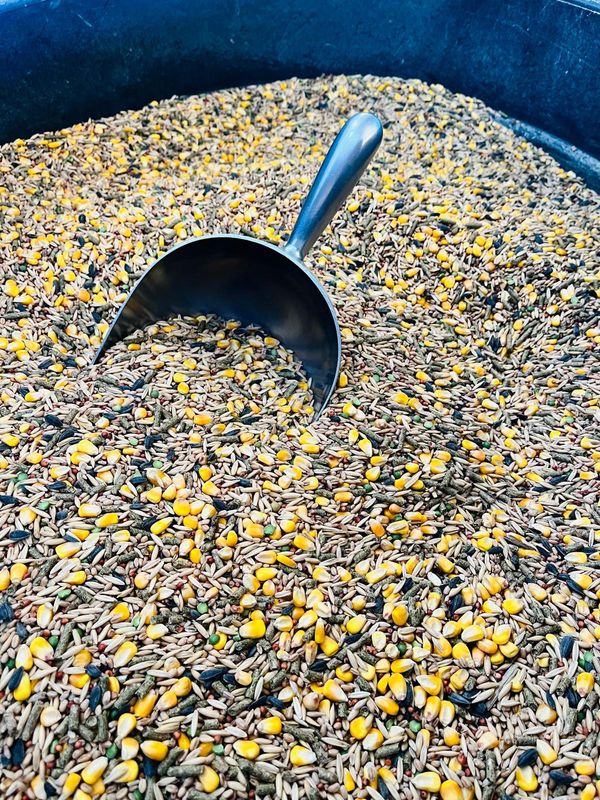 Rooster Chicken Feed - Flaming Rooster Feed 30 lbs
