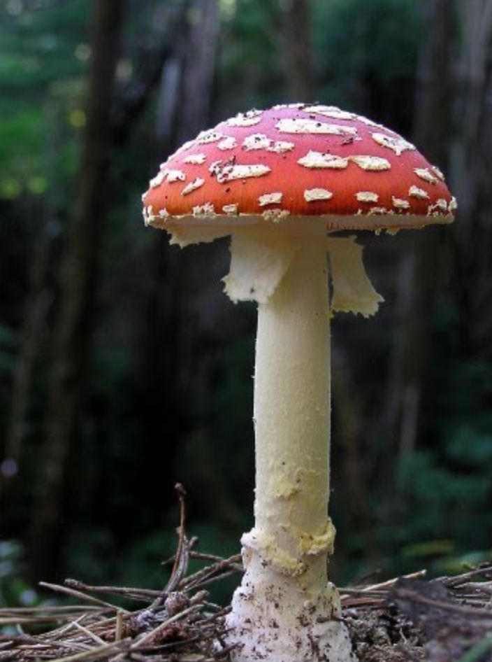 Mushroom 1