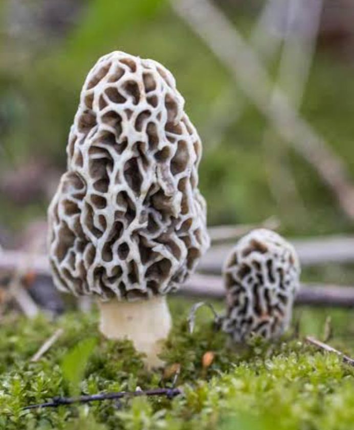 Mushroom 2