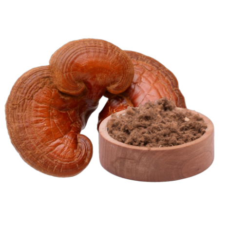 Reishi Extrakt (60 Kapseln x 400mg)