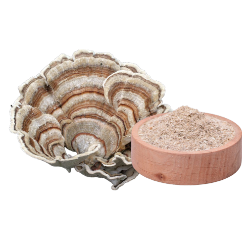Turkey Tail (Trametes versicolor) Extrakt ( 60 Kapseln x  400mg)