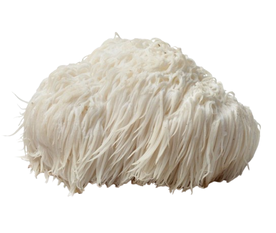 Lion&#39;s Mane – Löwenmähnenpilz (Igelstachelbart) kaufen in Deutschland
