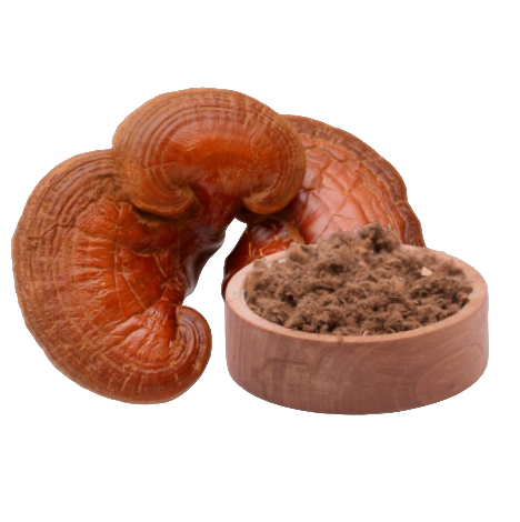 Reishi – Ganoderma lucidum Extrakt (60 Kapseln x 400 mg)