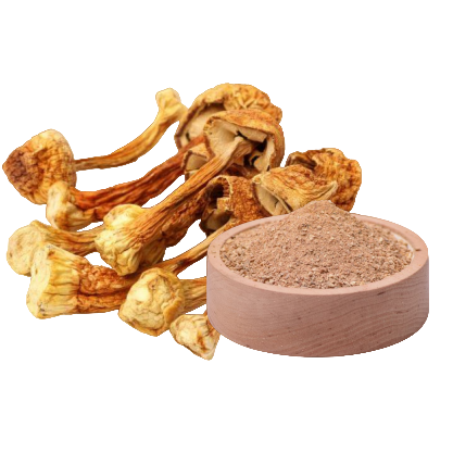 Agaricus Blazei – Royal Sun Extrakt (400 mg x 60 Kapseln)