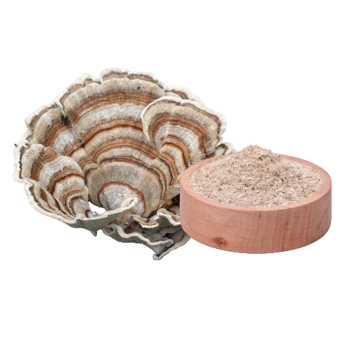 Schmetterlings-Tramete – Trametes versicolor Extrakt (60 Kapseln x 400 mg)