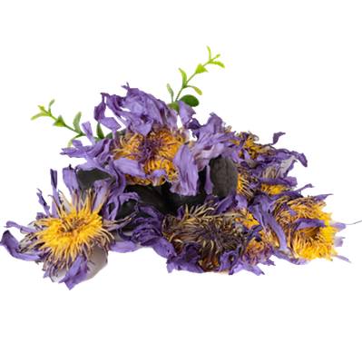 Blue Lotus Extrakt (60 Kapseln x 500mg )(Nymphaea caerulea)