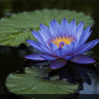 Blauer Lotus, Blue Lotos kaufen oder online bestellen in Deutschland