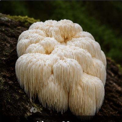 Igelstachelbart, Lions Mane (Hericium Erinaceus) kaufen oder online bestellen in Deutschland