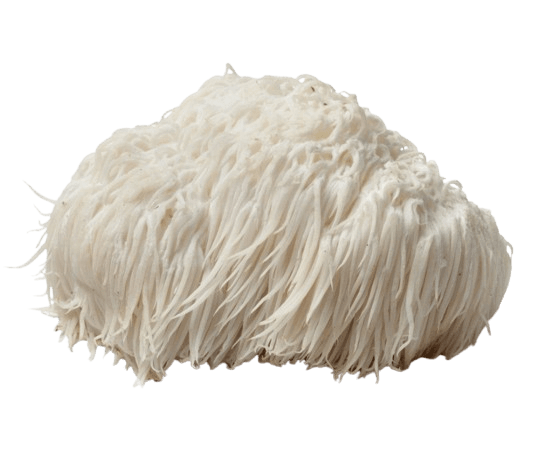 Buy Hericium Erinaceus Powder, Lion's Mane Mushroom“