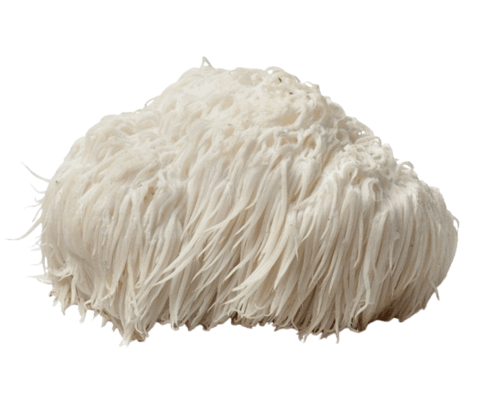 Buy Hericium Erinaceus Powder, Lion's Mane Mushroom“