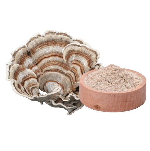 Turkey Tail, Schmetterlingstramete (Trametes versicolor) Extrakt ( 60 Kapseln x  400mg)