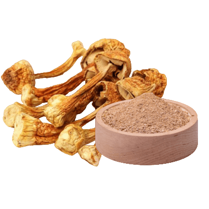 Royal Sun Agaricus (Agaricus blazei) Extrakt ( 60 Kapseln x 400mg)