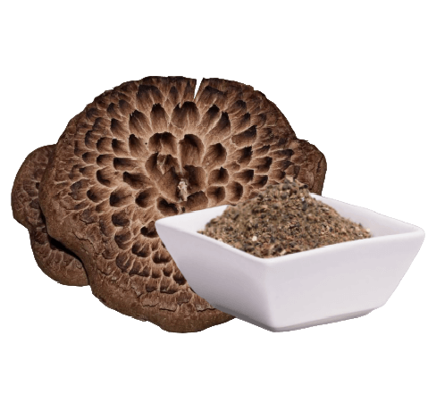 Habichtspilz / Scaly Tooth fungus (Sarcodon imbricatum) 60 Kapseln x 500 mg