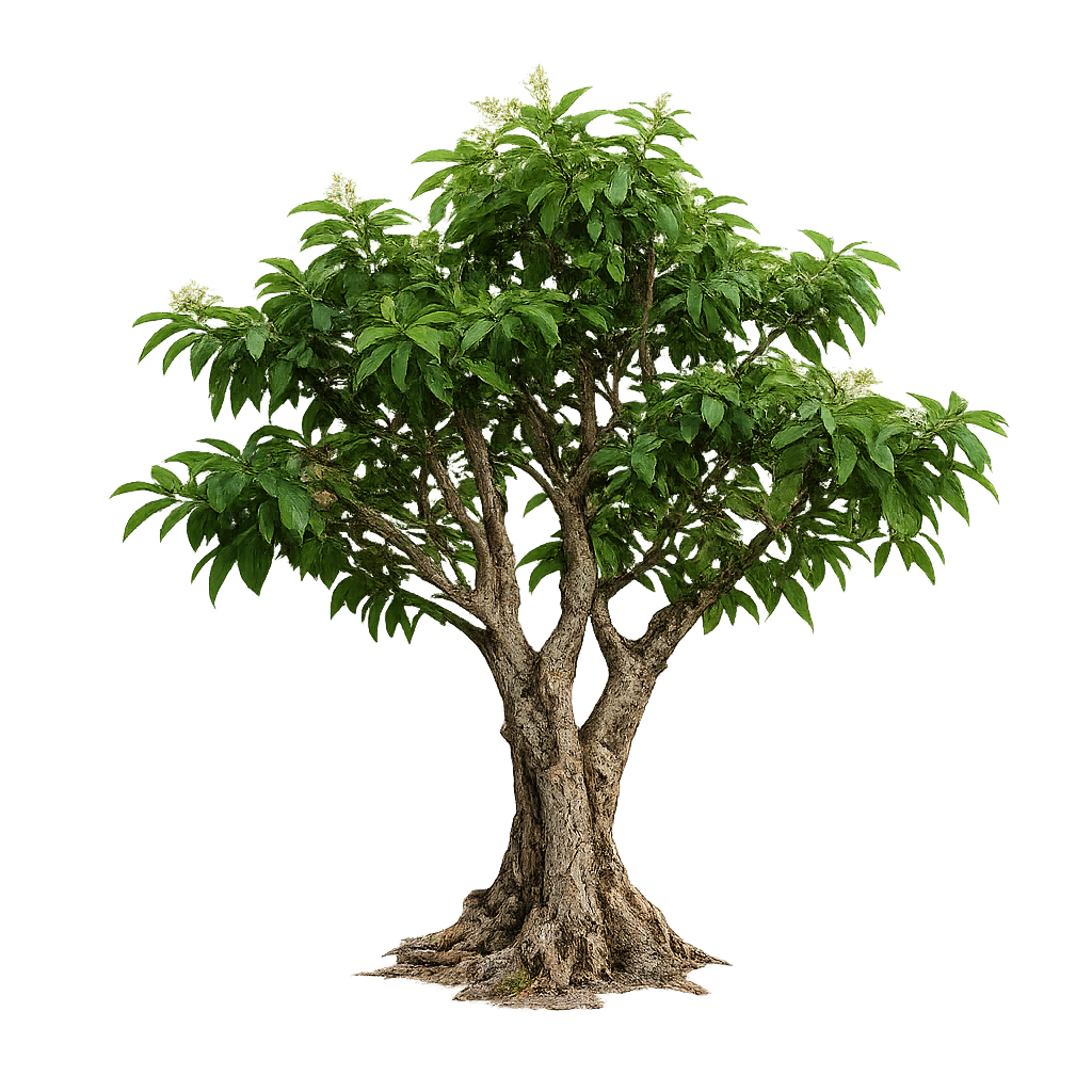 Muira Puama Potenzholz Baum – Ptychopetalum olacoides freigestellt