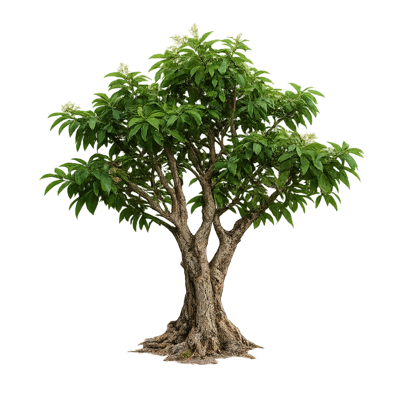 Muira Puama Potenzholz Baum – Ptychopetalum olacoides freigestellt