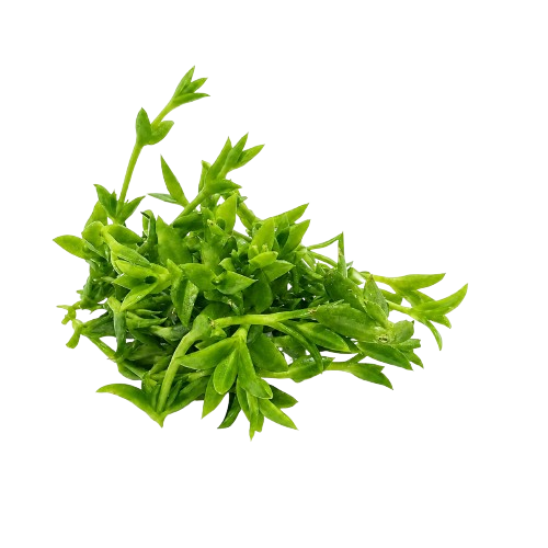 Kanna Extrakt 5:1 – Sceletium tortuosum – 30/120 Tabletten