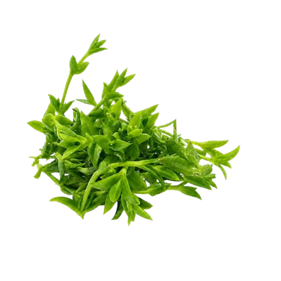Kanna Extrakt 5:1 – Sceletium tortuosum – 30/120 Tabletten