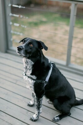 Haul'n Hound Harness