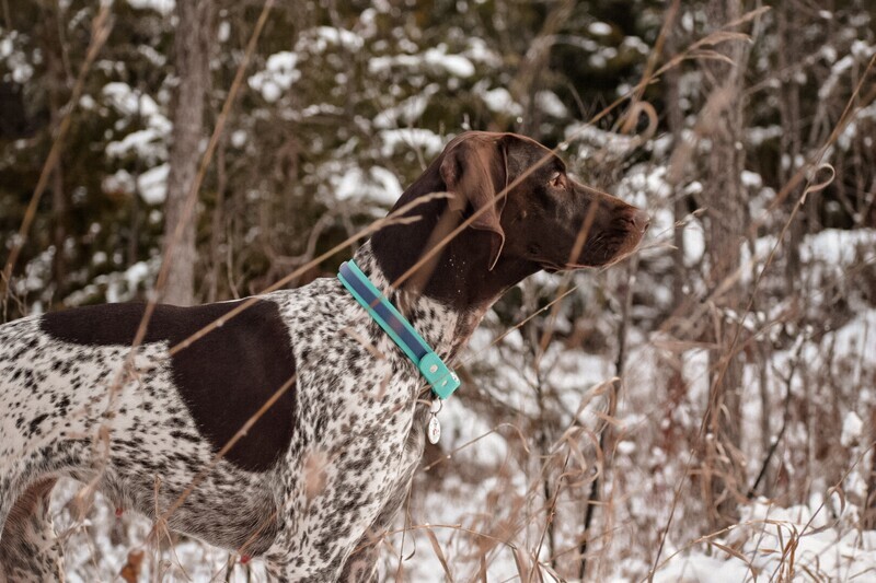 Two Tone Tag Collars