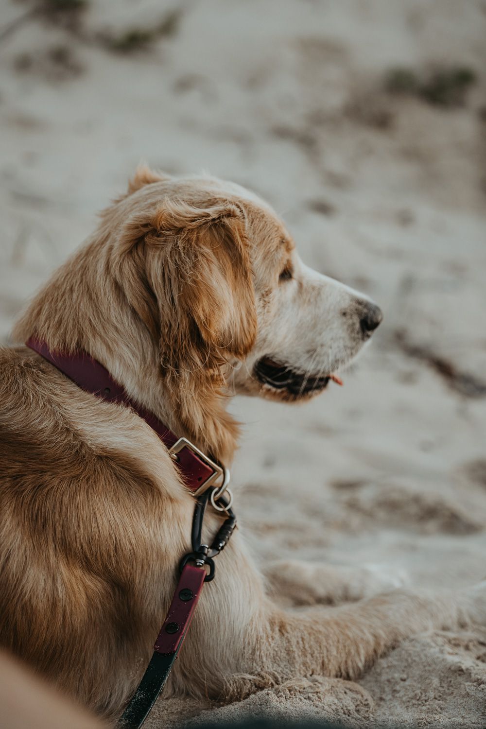 Medium Dog  Vegan  Leather Waterproof Leashes  (3/4" wide)