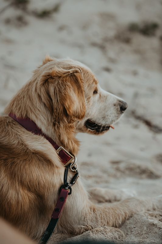 Medium Dog  Vegan  Leather Waterproof Leashes  (3/4" wide)