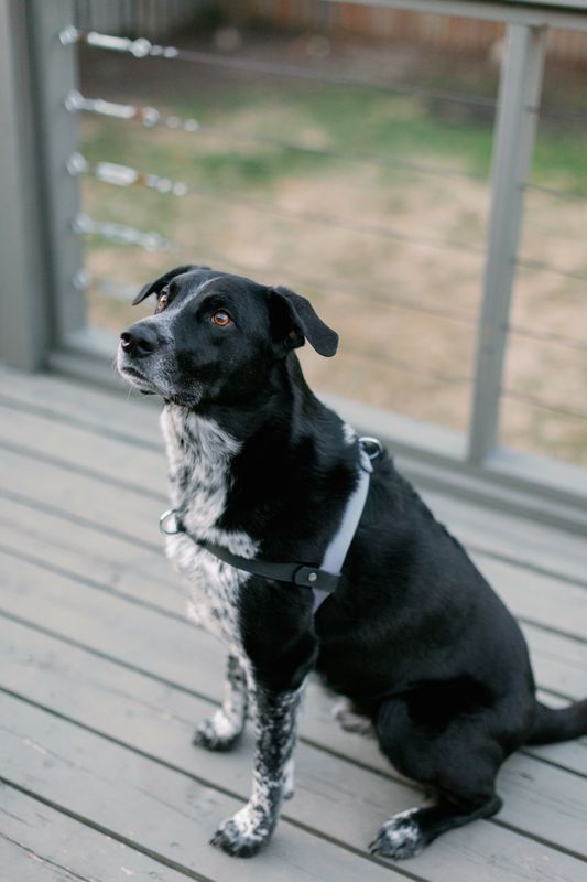 Haul'n Hound Harness (Med/Largedogs) Haul'n Hound Harness (Med/Largedogs)