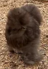 One Dozen(12) Chocolate (Black, Blue and Mauve) Silkie Hatching Eggs