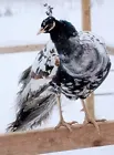 ​*6* Beautiful Variety Pack of Peafowl Peacock Hatching Eggs *Presale*