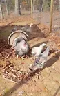 12 Sweetgrass Turkey Hatching Eggs!