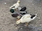 12+ Fertile Call Duck Hatching Eggs Mix NPIP AI Snowy