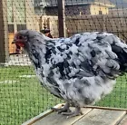 12+ Mix Chicken Hatching Eggs Ameraucanas Orpingtons Araucana Maran Giant Cochin