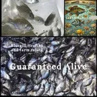 250+ Live Bluegill Fish,Bream,Sun Fish (SMALL)