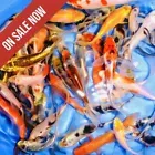 60-Lot Assorted 2"-4" Select Grade Mixed Live Koi Fish PKF