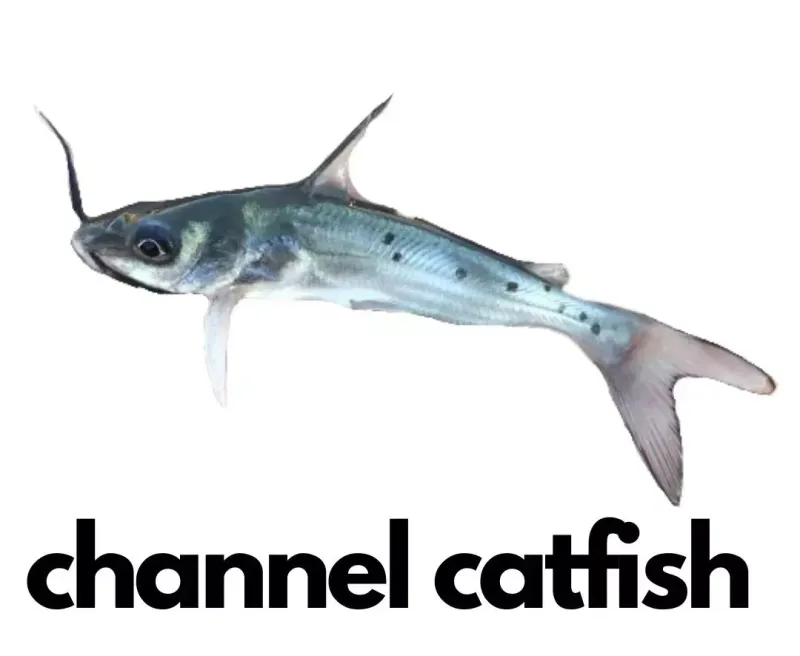 Qty 100 Channel Catfish 3-5" - Live Fish