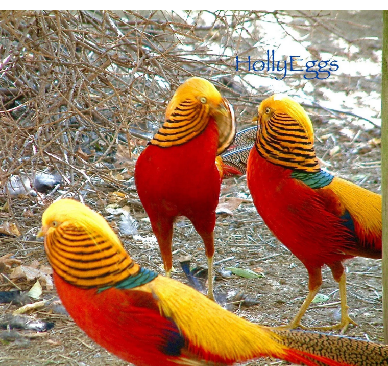 PRESALE 6 Red Golden Pheasant Hatching Eggs Top Quality Bloodlines!