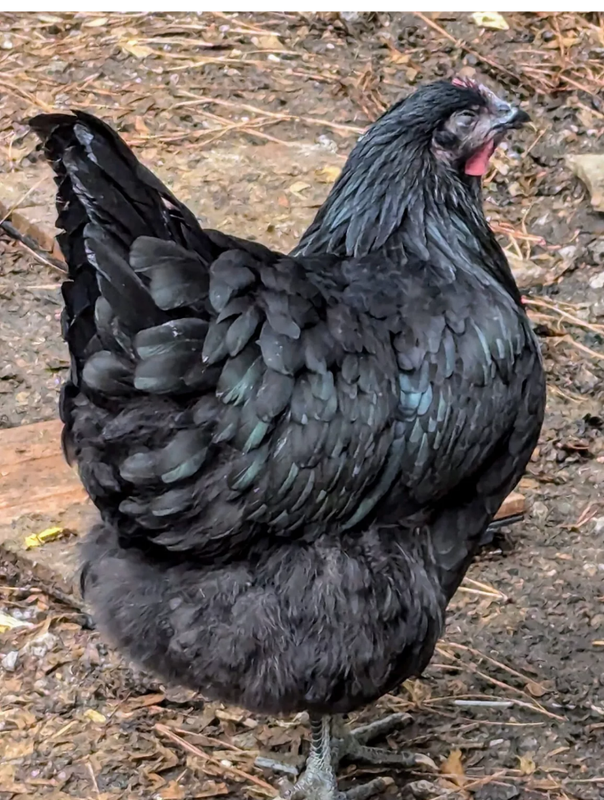 6 + Orpington Chocolate Lavender Blue Buff Black White Hatching Eggs Read Detail