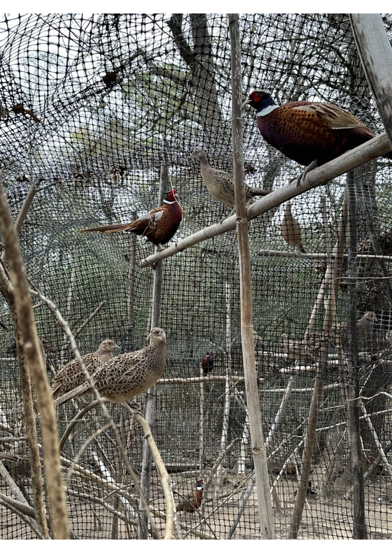 12+ Ringneck Pheasant Fertile Hatching Eggs. Ready To Ship.