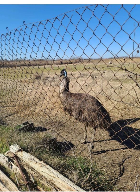 2 Fertile Emu 🥚s! Ready To Ship!‼️